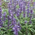 Salvia farinacea 'Evolution' (2)